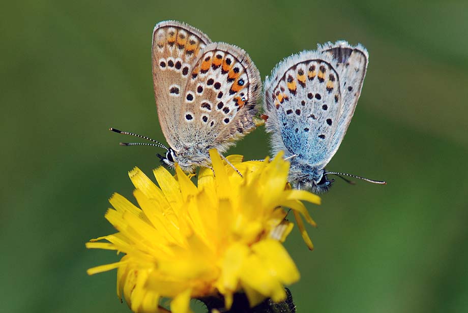 Lycaenidae da id. - Plebejus argus